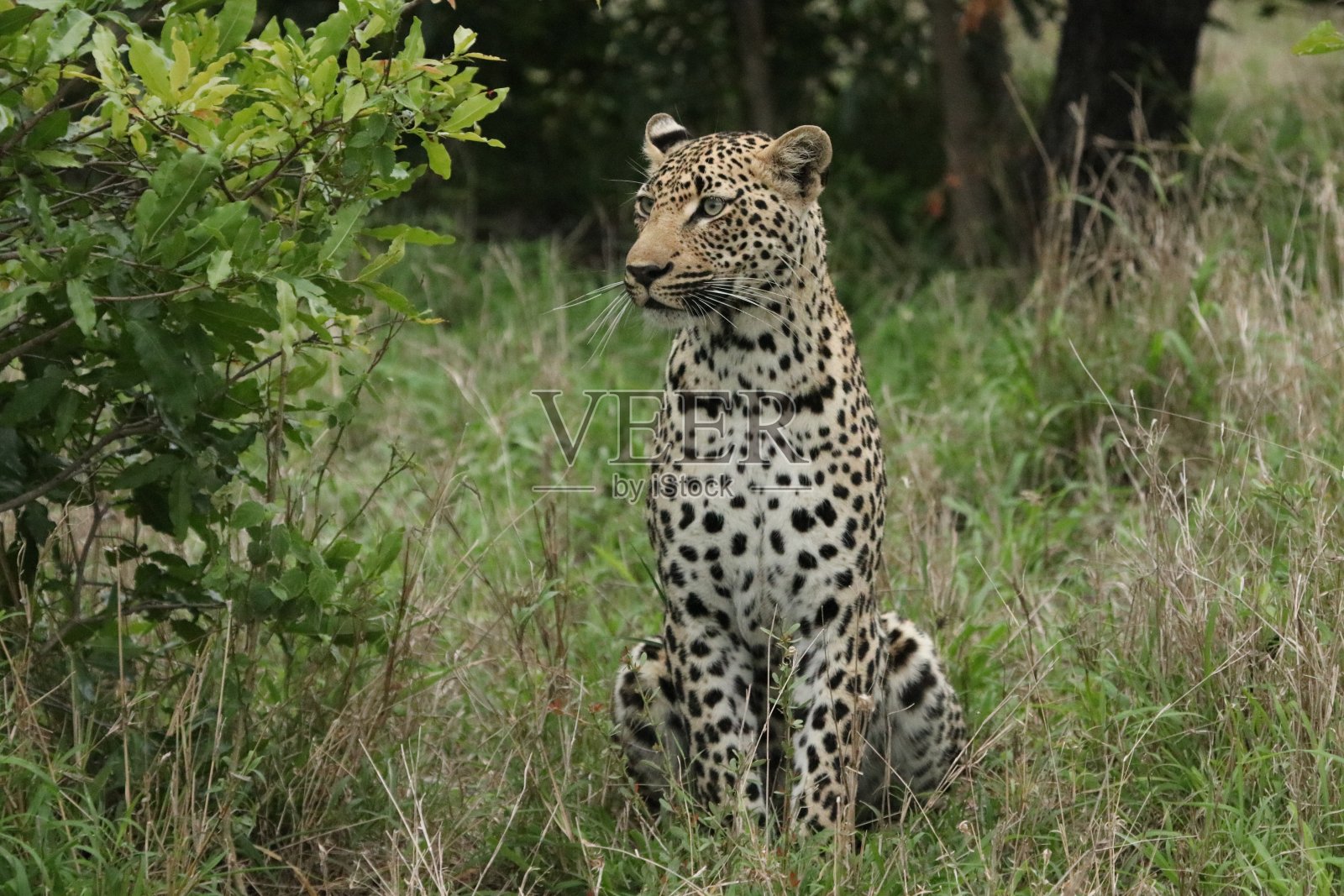 豹照片摄影图片