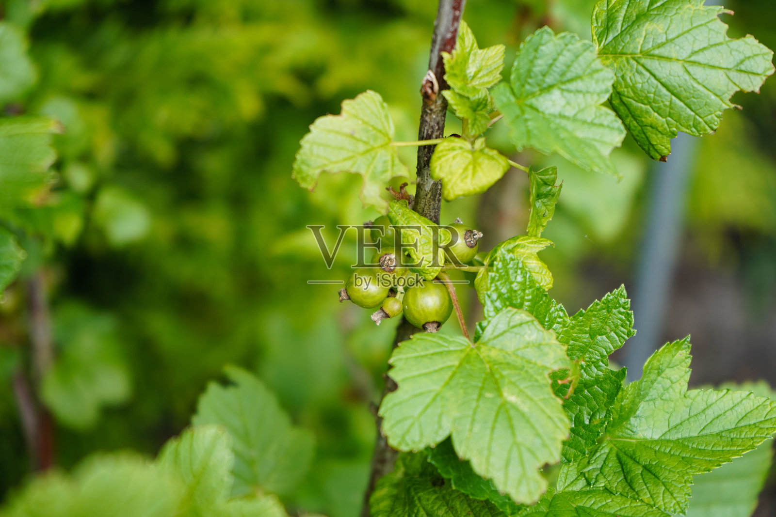 约翰尼斯比尔照片摄影图片