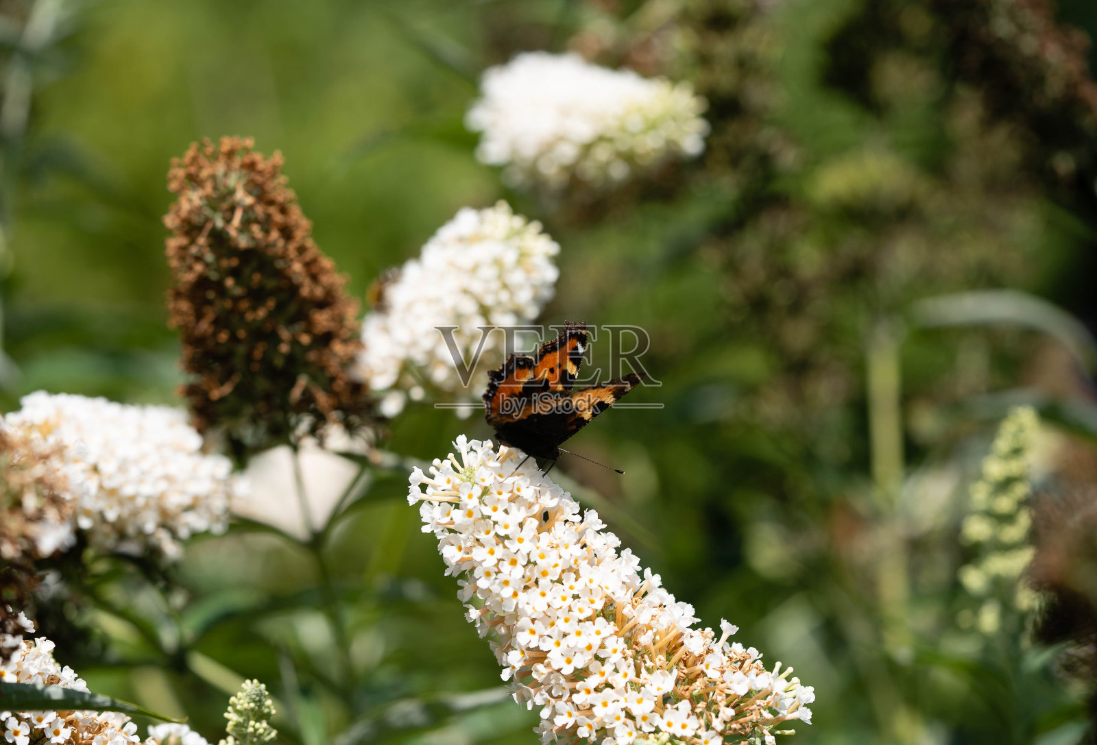 施梅特林照片摄影图片