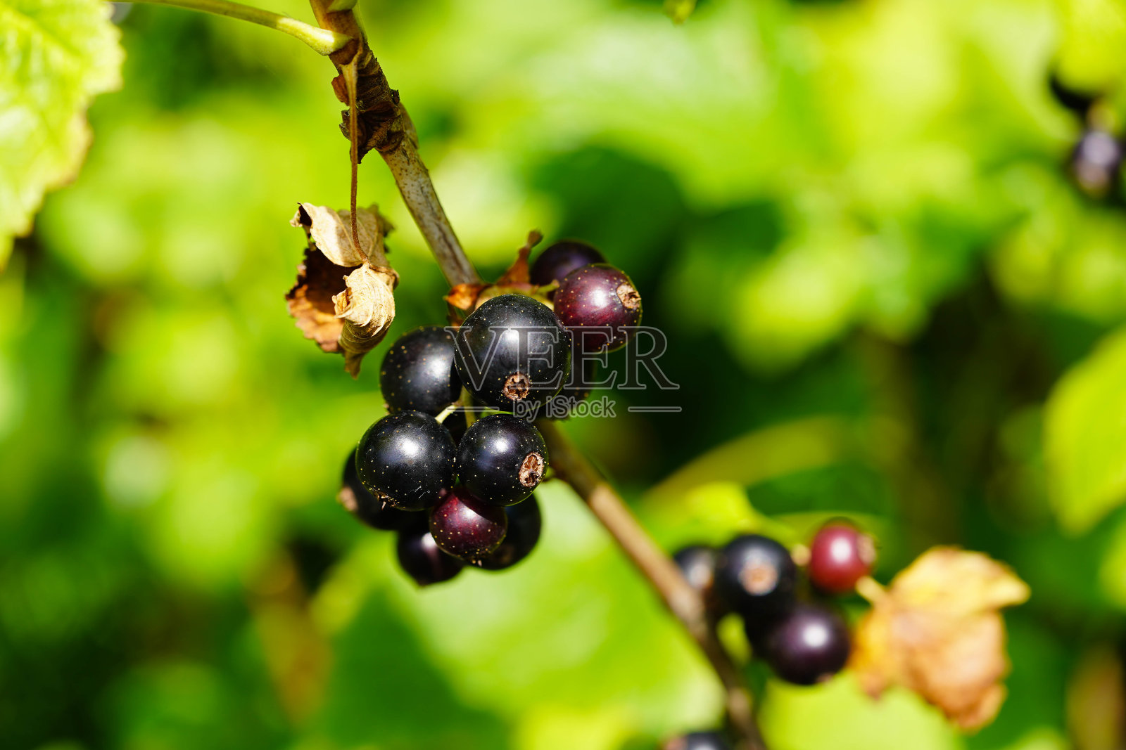 约翰尼斯比尔照片摄影图片