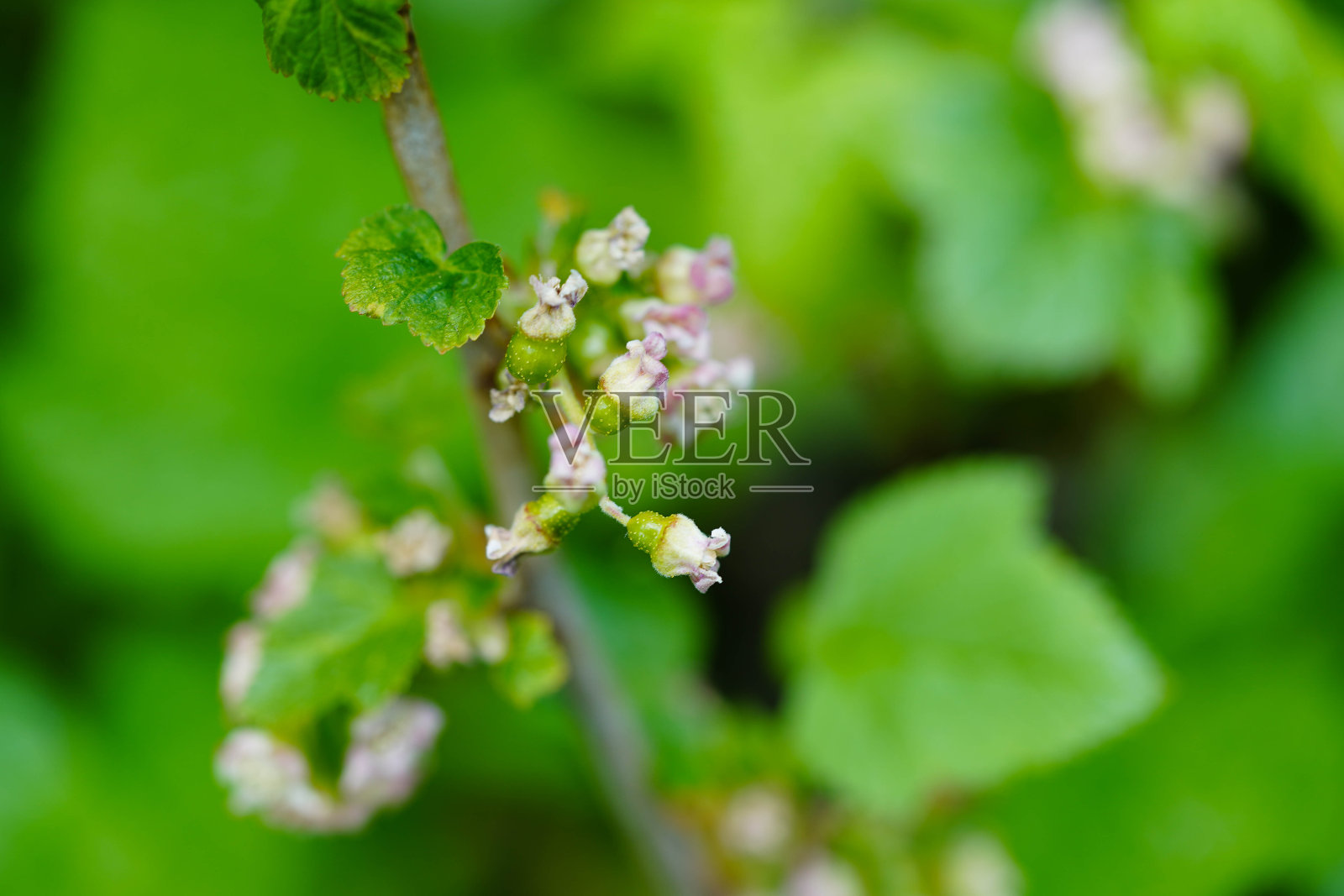 约翰尼斯比尔照片摄影图片