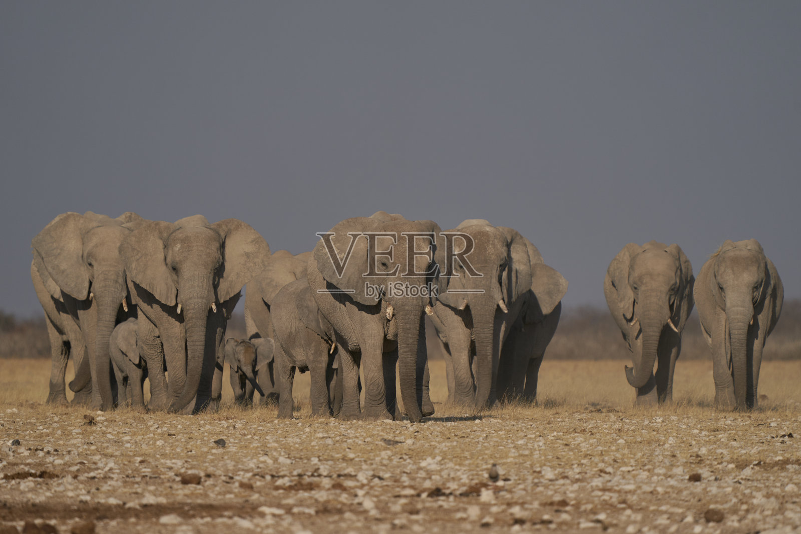 口渴的大象接近水坑照片摄影图片