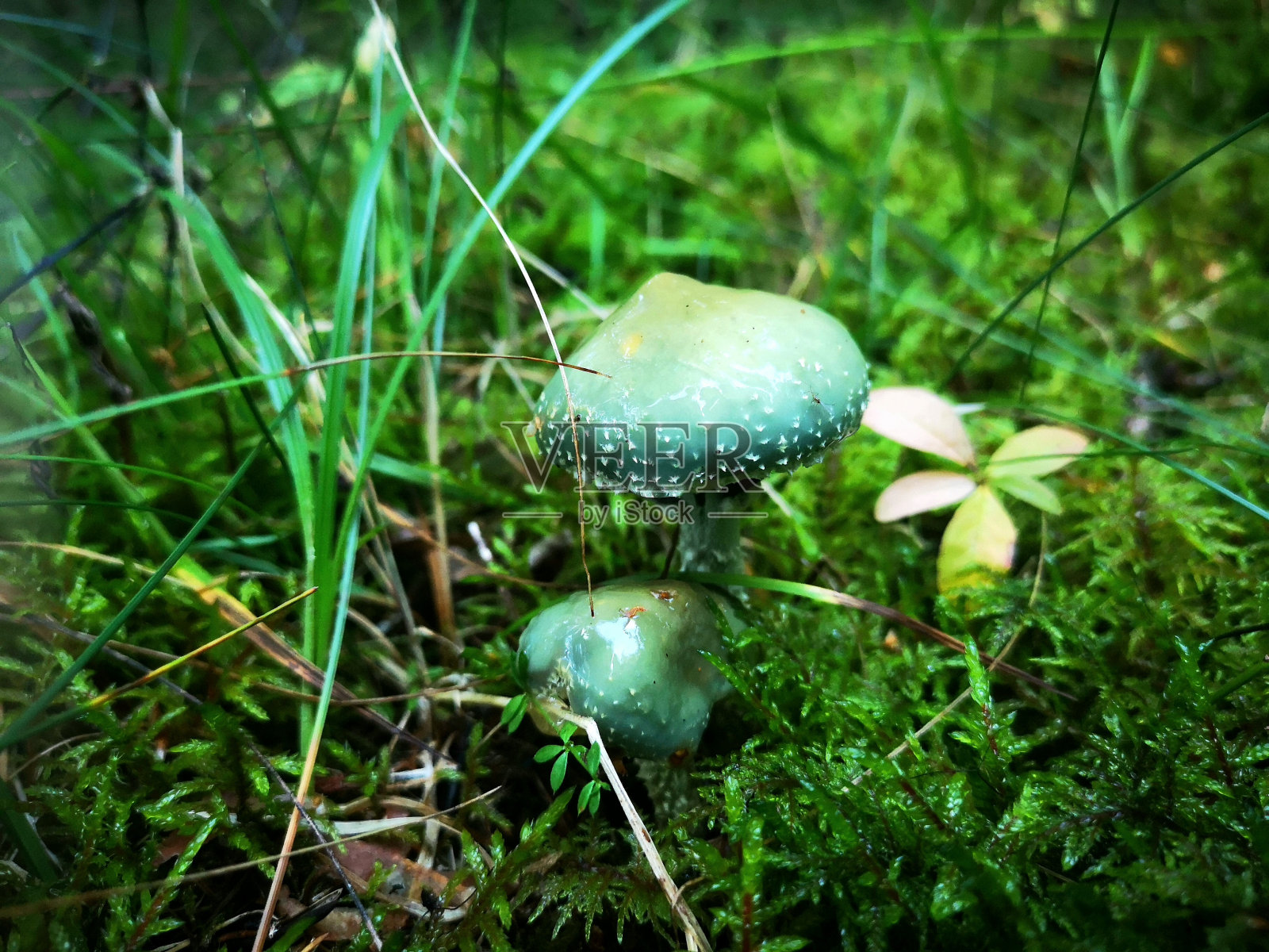 绿色照片摄影图片