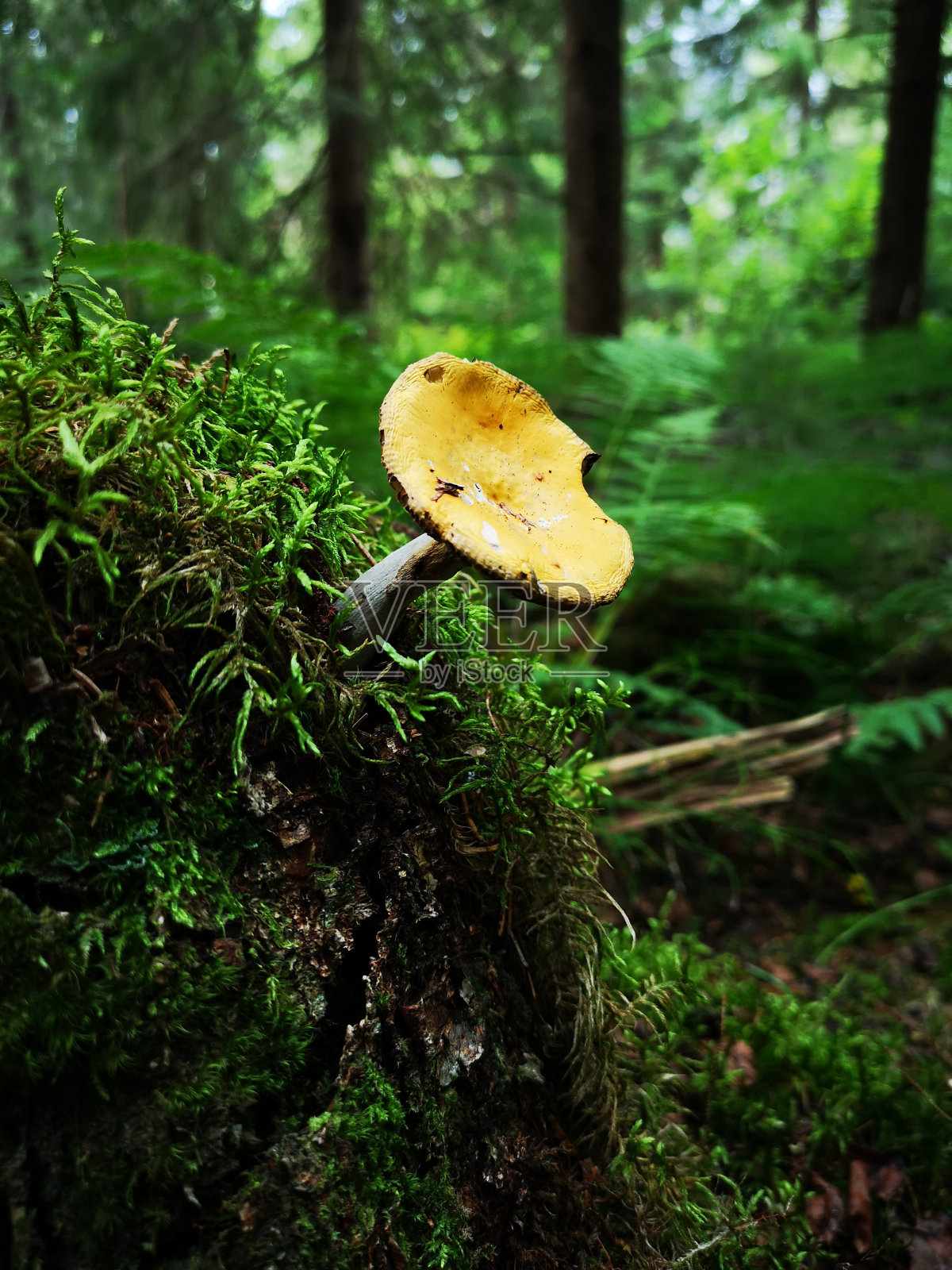 蘑菇残照片摄影图片
