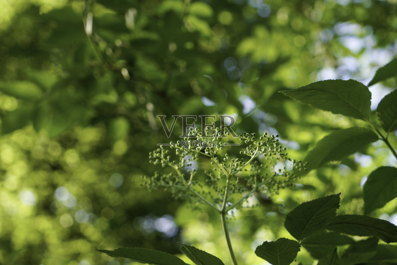 绿色的树叶映衬着蓝天，色彩斑斓的背景。照片摄影图片