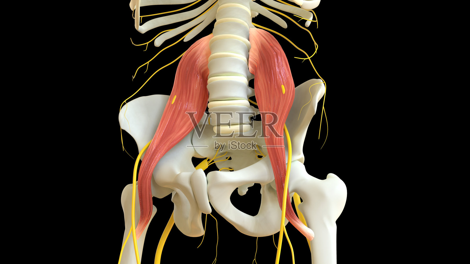 用于医学概念3D渲染的腰肌解剖结构照片摄影图片