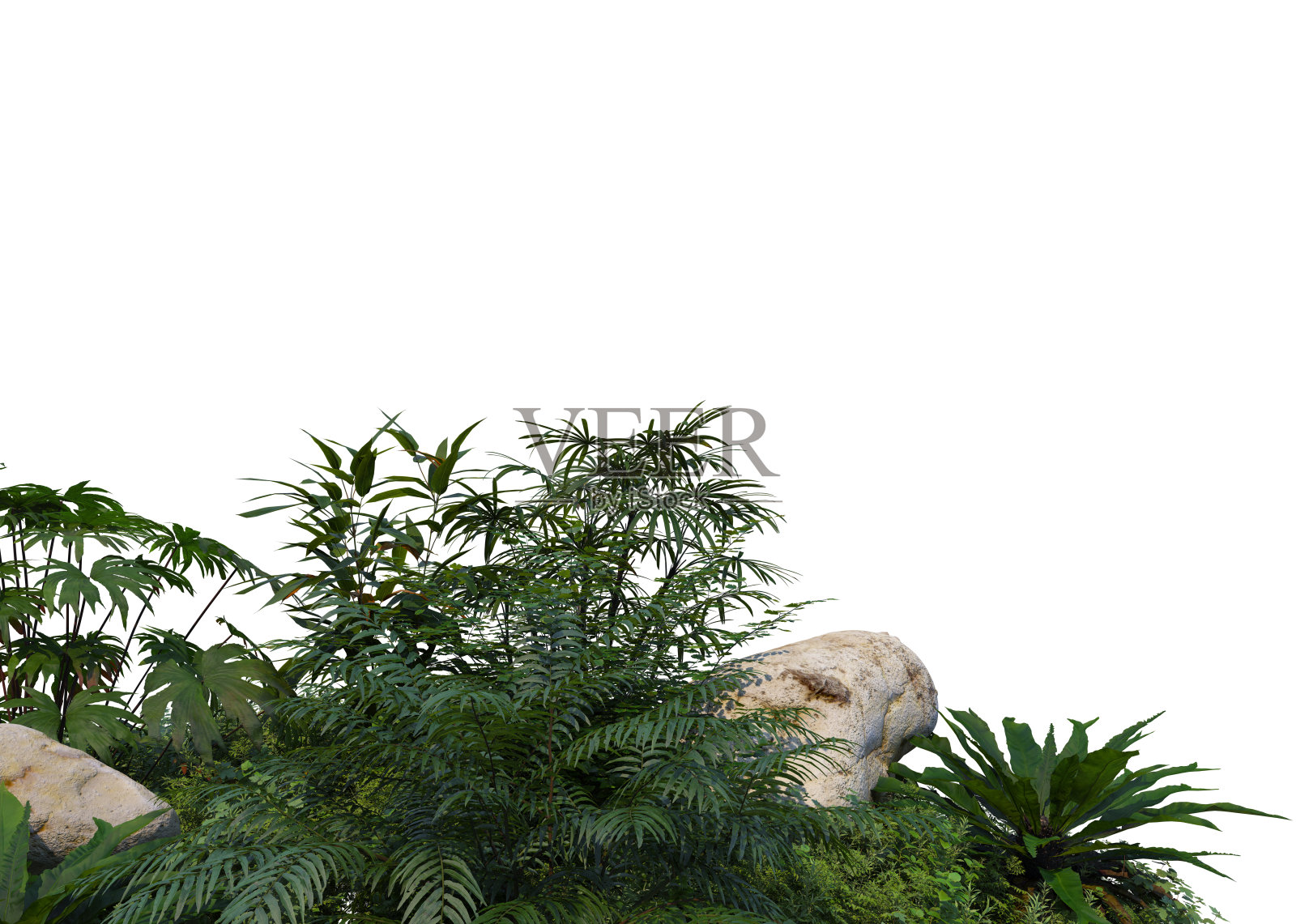 三维渲染热带植物在白色背景照片摄影图片