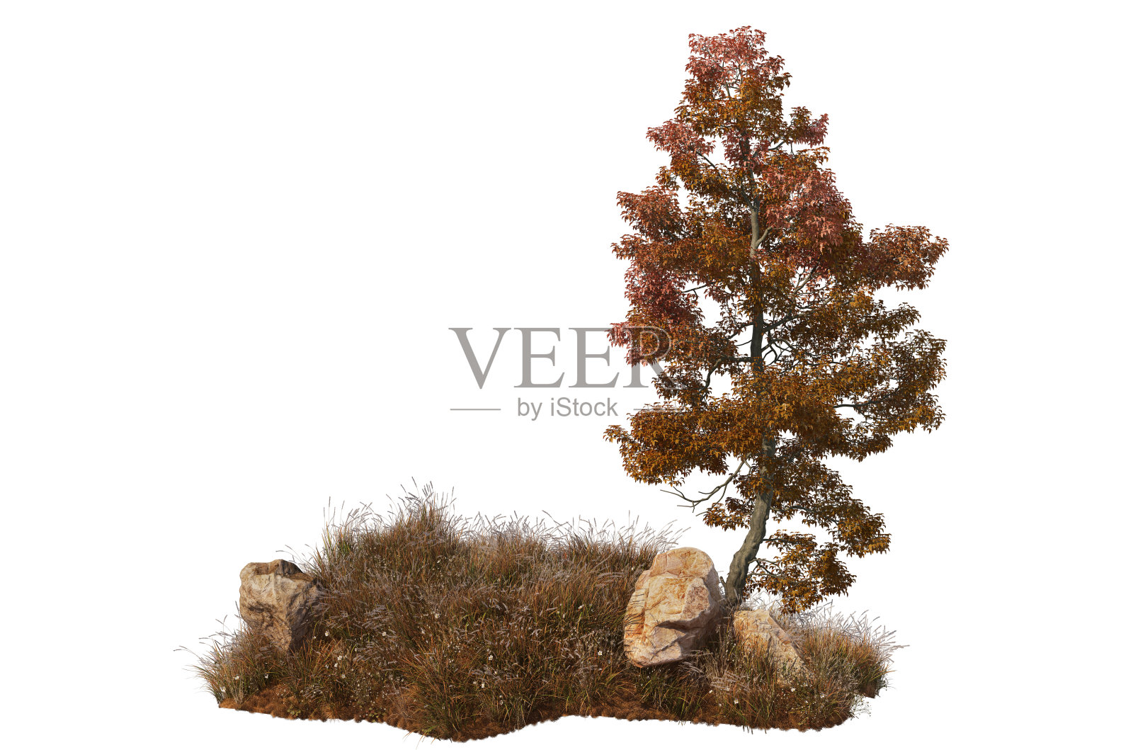 3d渲染秋天的树和草照片摄影图片