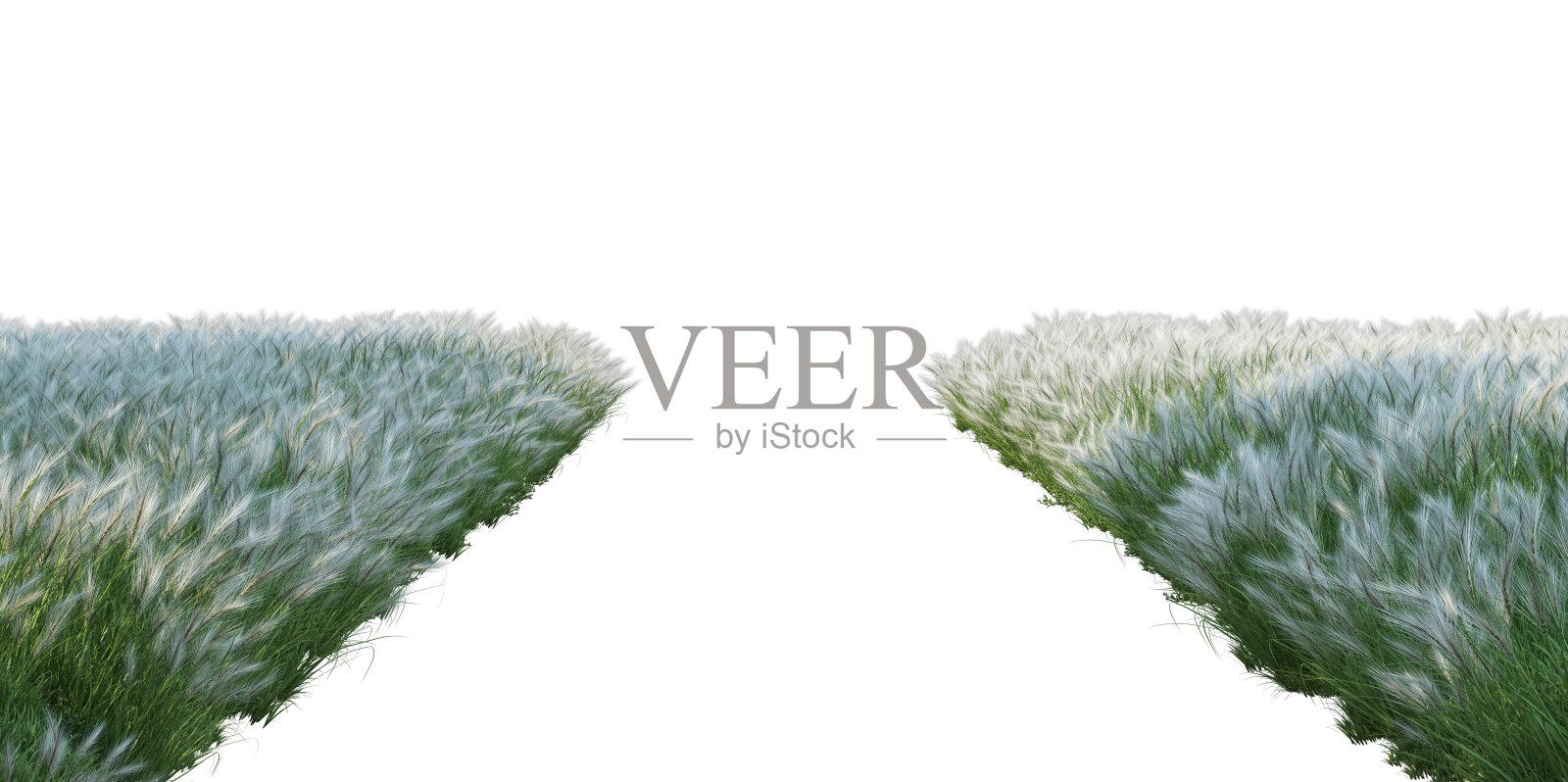 在白色背景上3d渲染草地照片摄影图片