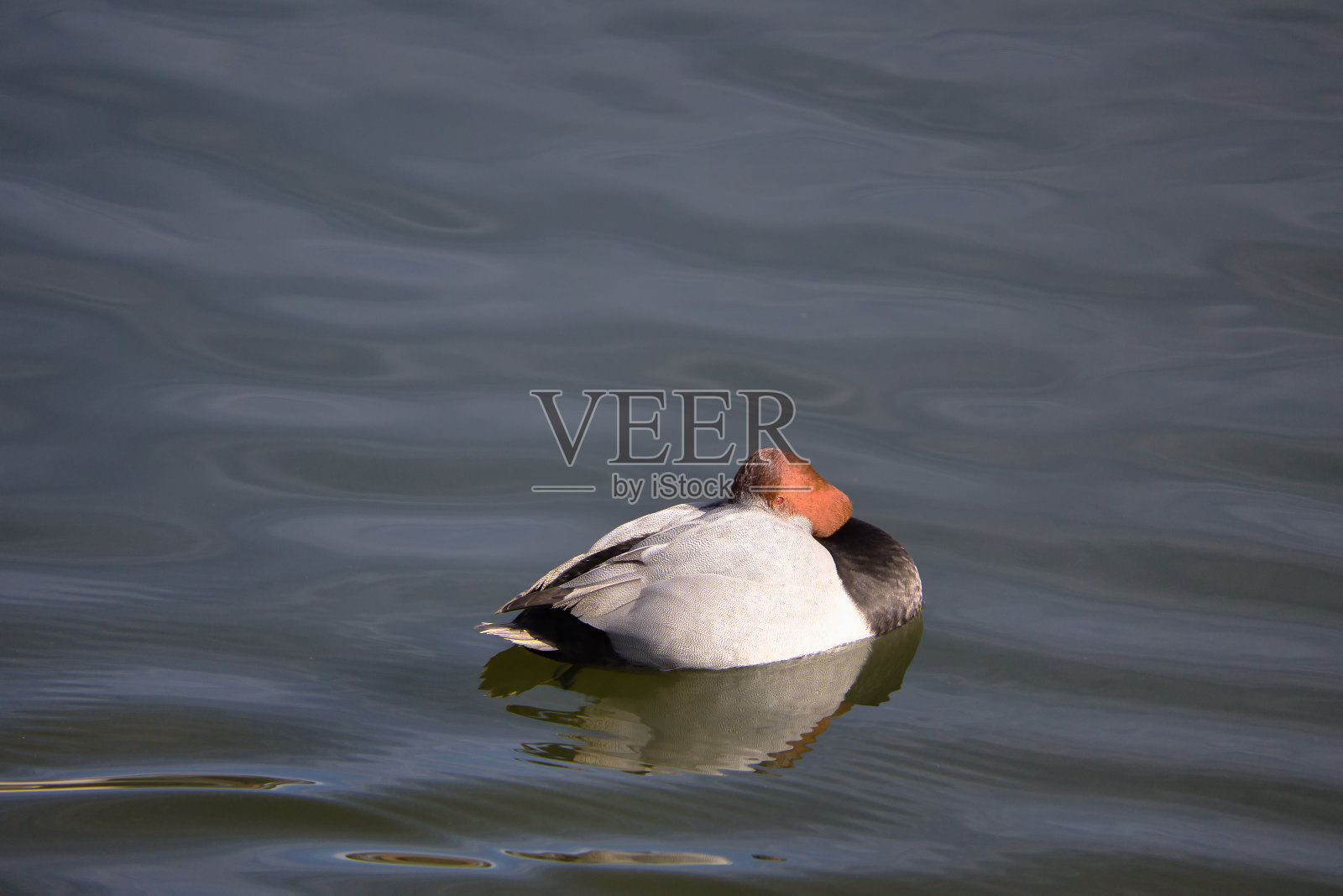 可爱的候鸟在池塘里游泳照片摄影图片
