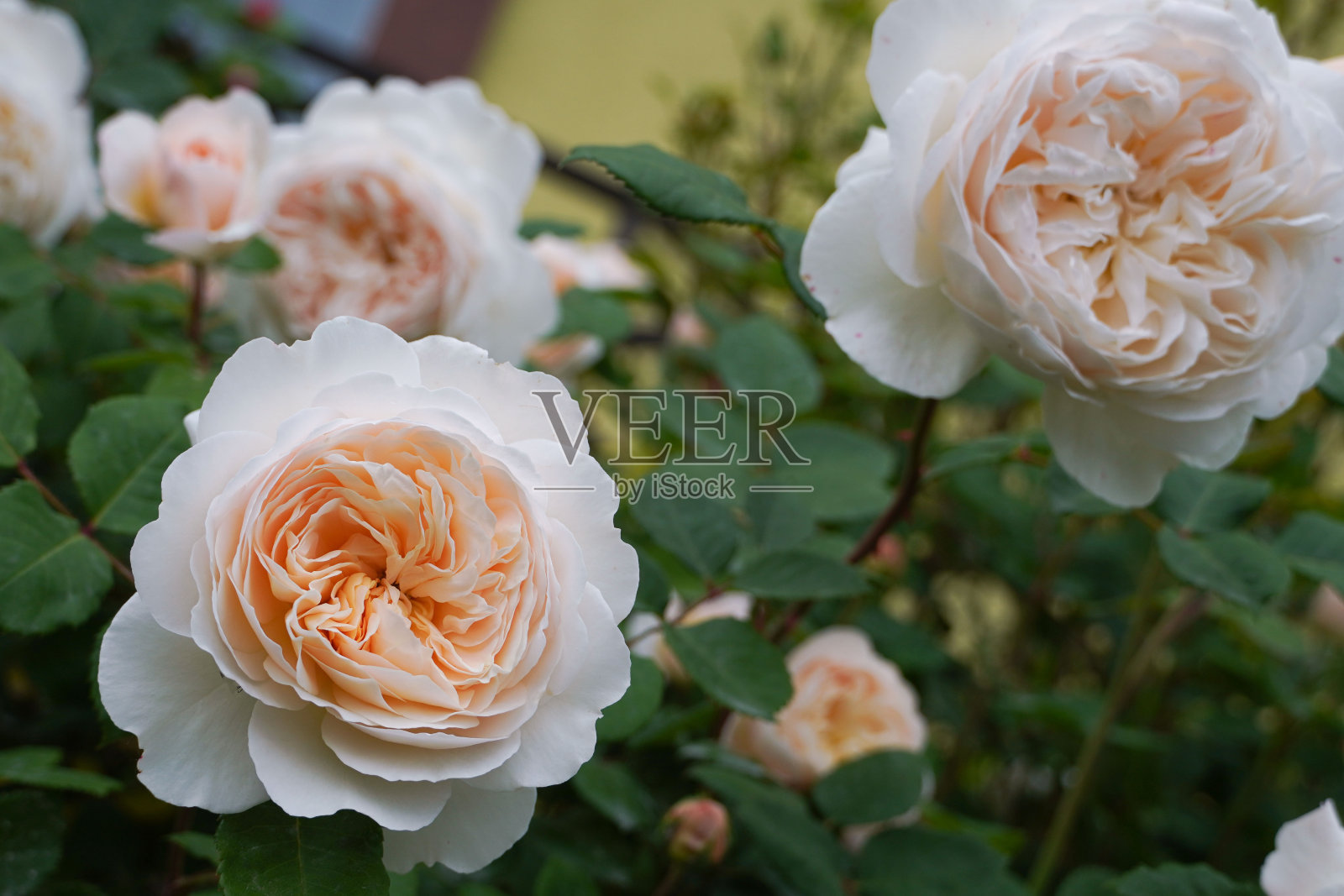 花园里盛开的英国玫瑰番红花。大卫·奥斯汀玫瑰。照片摄影图片