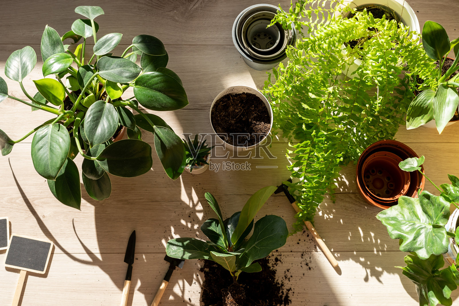 绿色秧苗在花盆里，盆栽在家里。室内花园，室内植物。榕树，蕨类植物，大楸。桌子上有园艺工具。爱好，静物与植物为伴照片摄影图片
