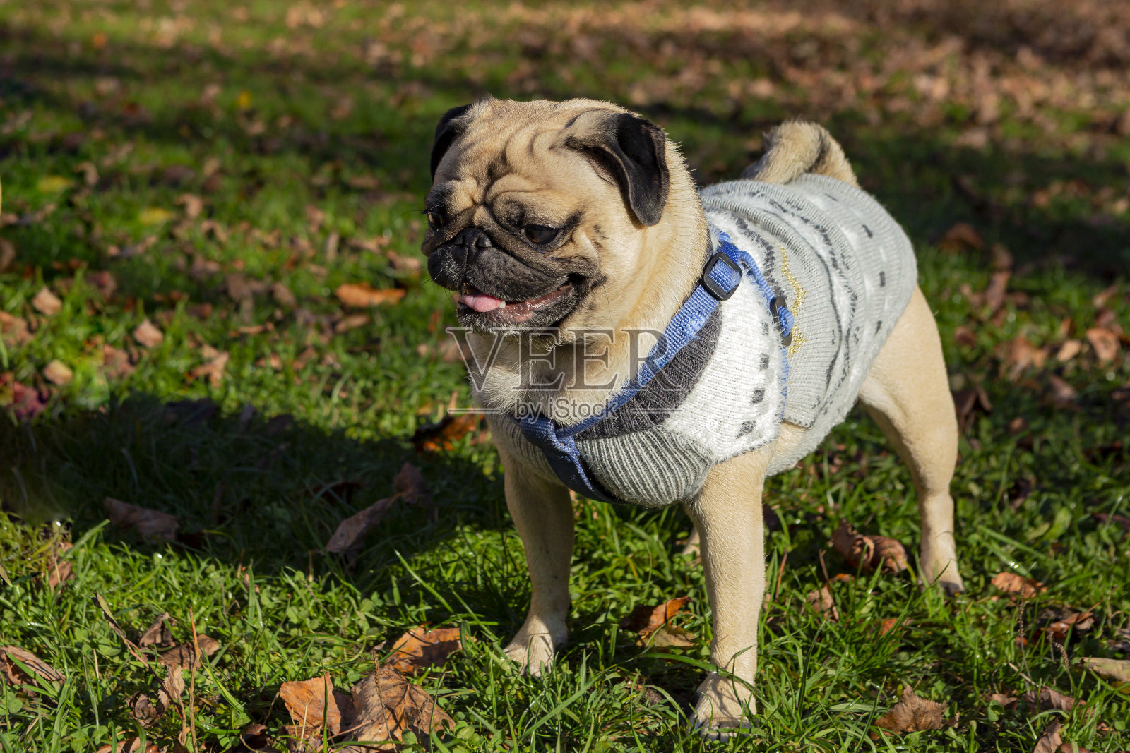 夏日公园草地上微笑的哈巴狗。特写镜头。照片摄影图片