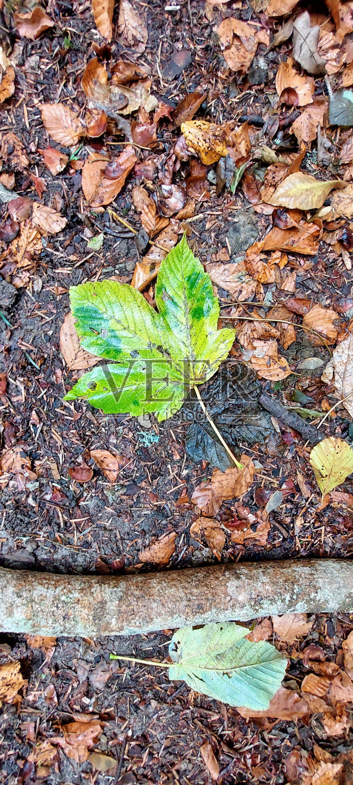 秋天照片摄影图片