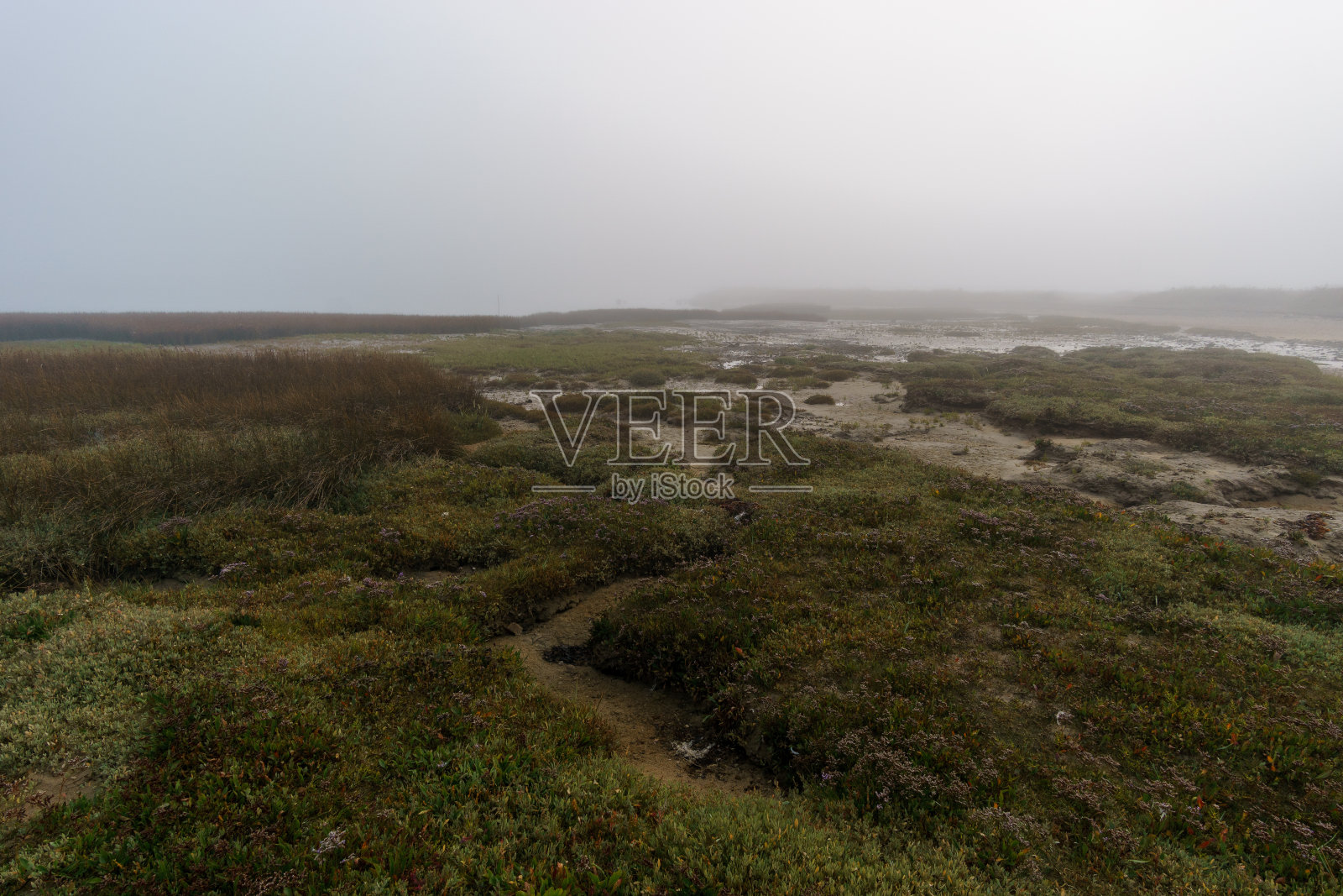 法国布列塔尼，西隆·德·塔尔伯特自然保护区，潮湿的沼泽海岸线上有雾，在一个朦胧神秘的秋天早晨，芦苇草照片摄影图片