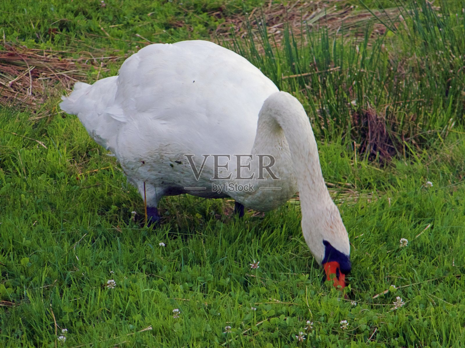 白天鹅在绿草地上照片摄影图片