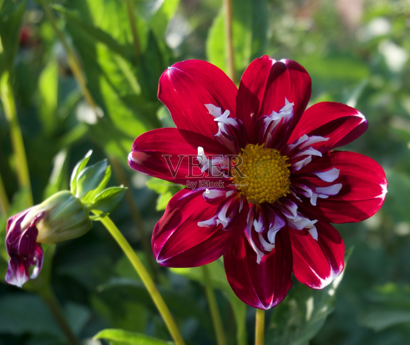 花照片摄影图片