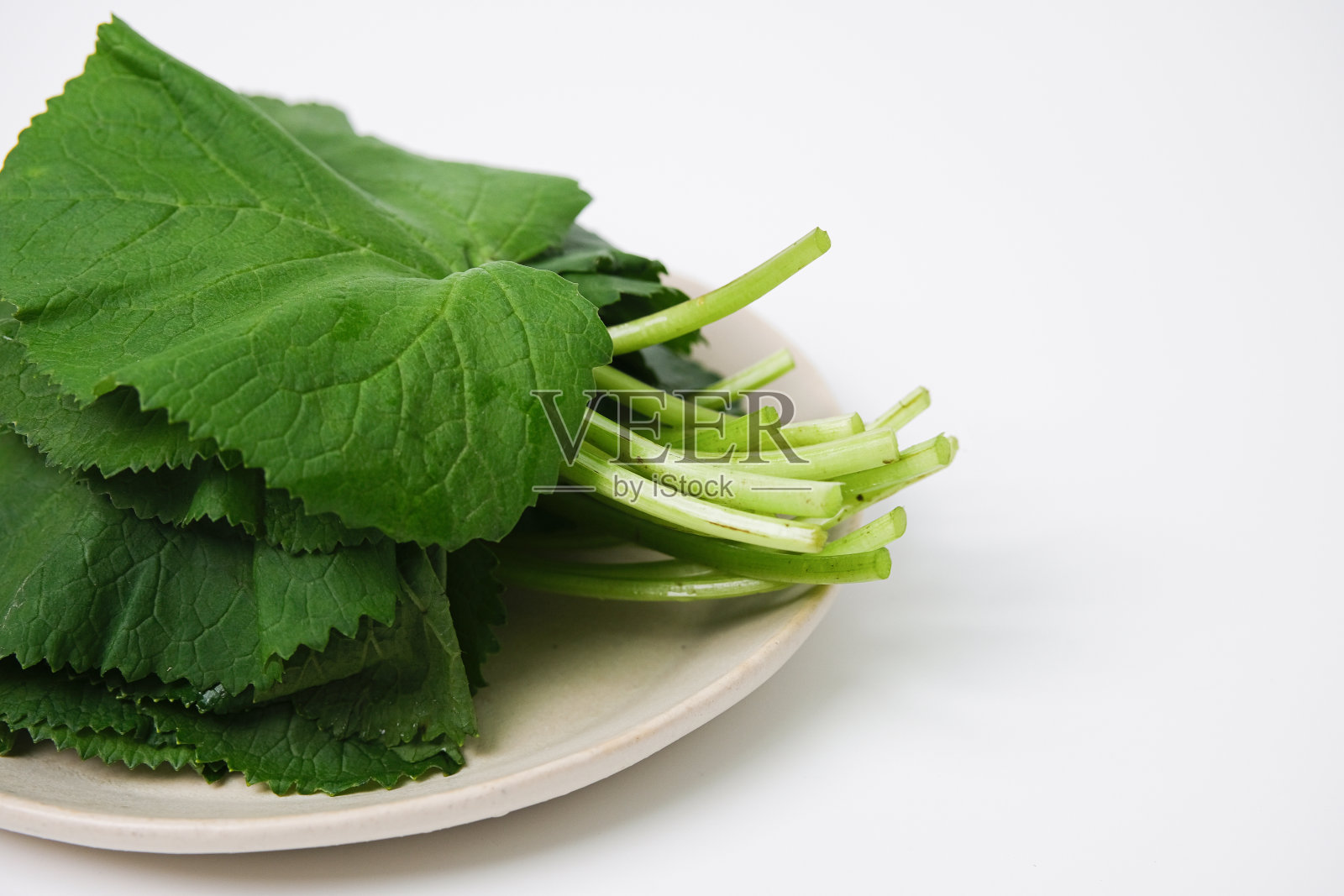 费舍尔是ragwort照片摄影图片