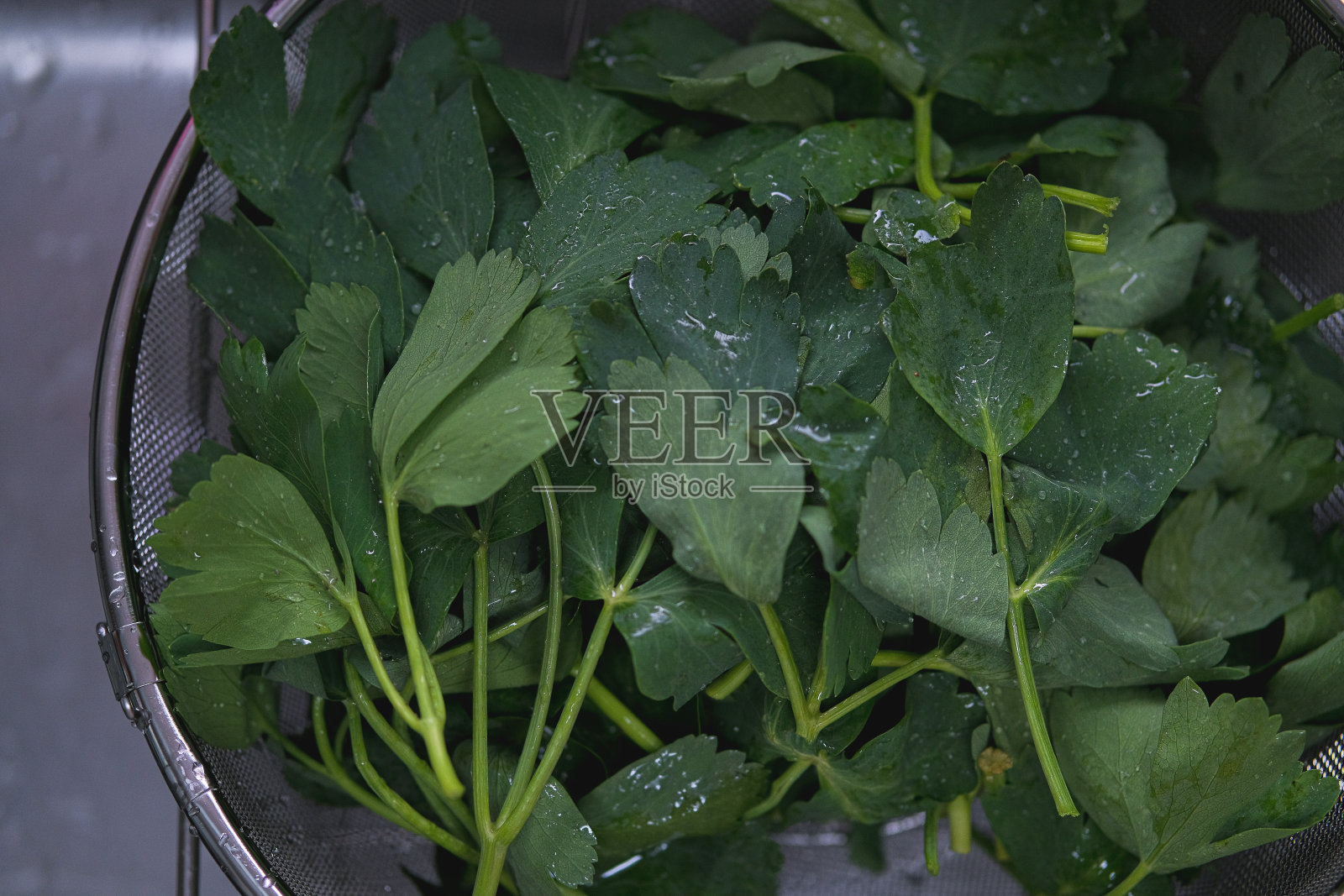 湿植物的高角度视图照片摄影图片