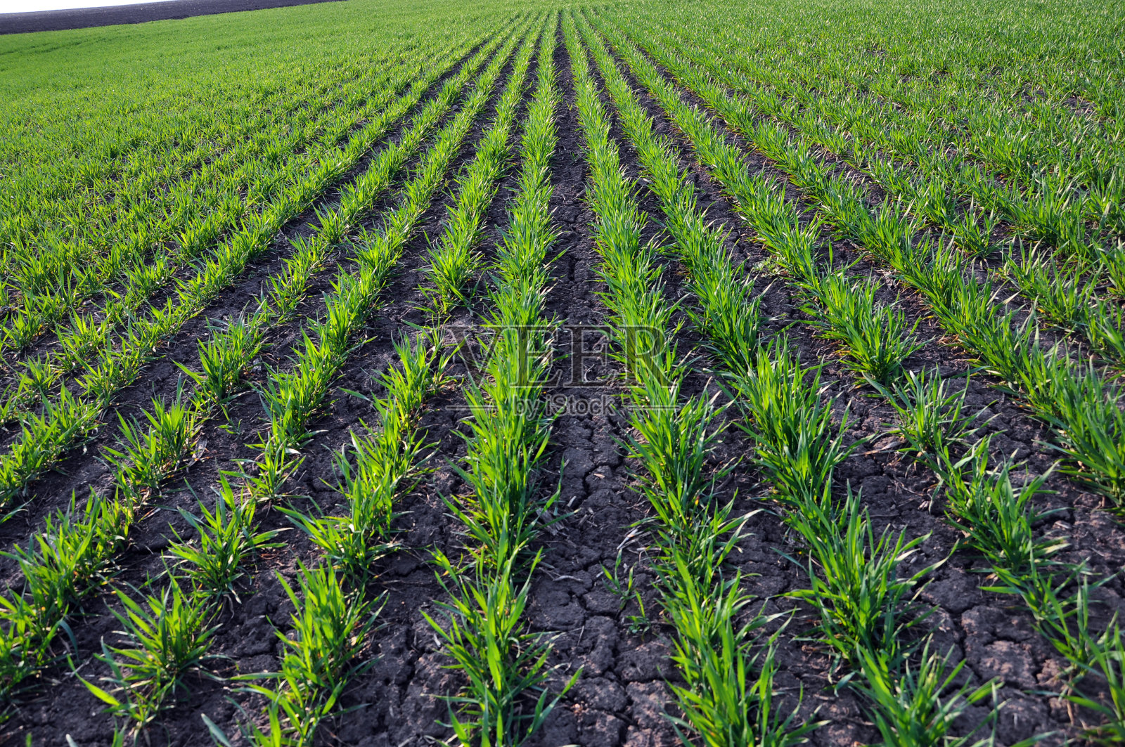 冬小麦播种照片摄影图片