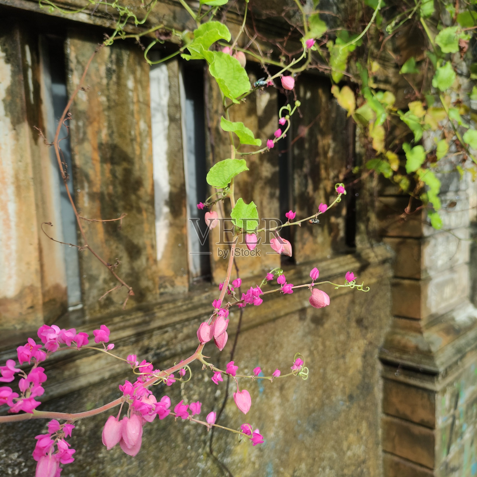 Antigonon leptopus起源于墨西哥，广泛分布在菲律宾，在亚洲、非洲、加勒比和美洲的热带地区也有发现。照片摄影图片