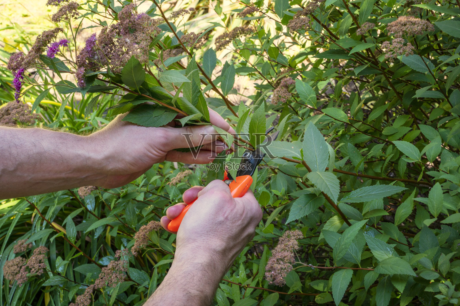 照看花园的园丁。男人修剪灌木。夏天的海岸。照片摄影图片