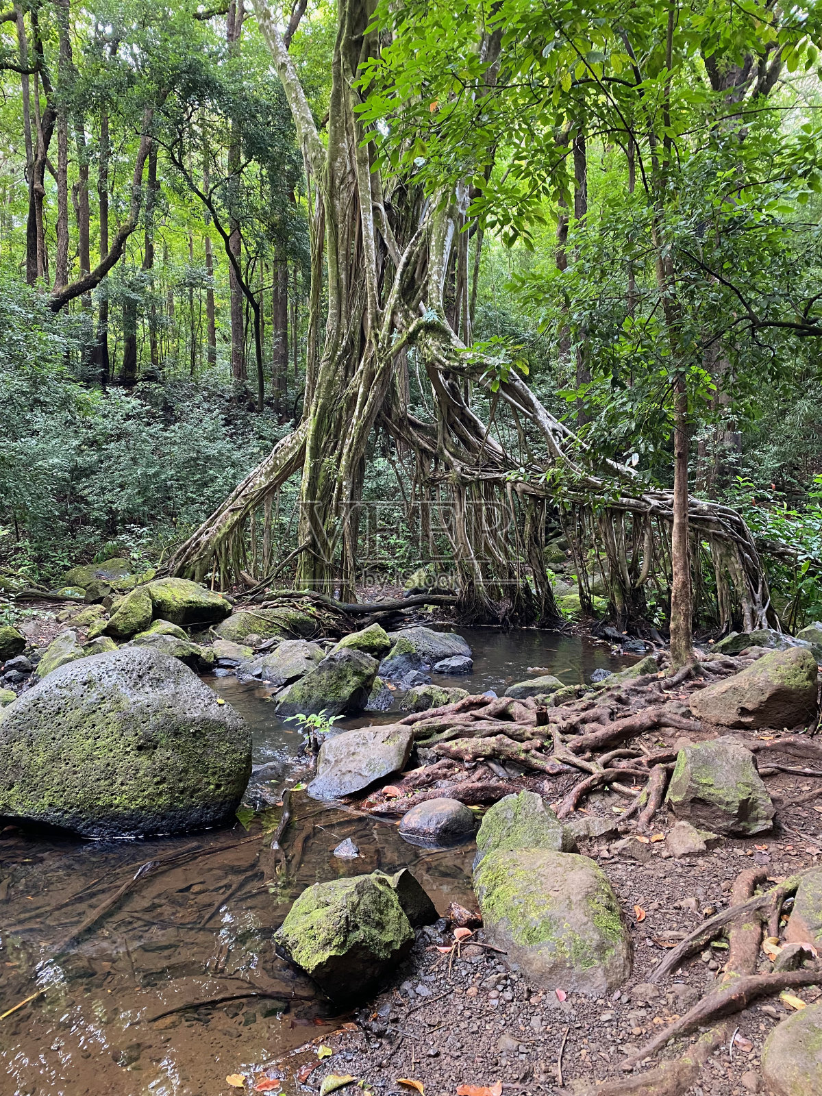 蠢驴姜远足照片摄影图片