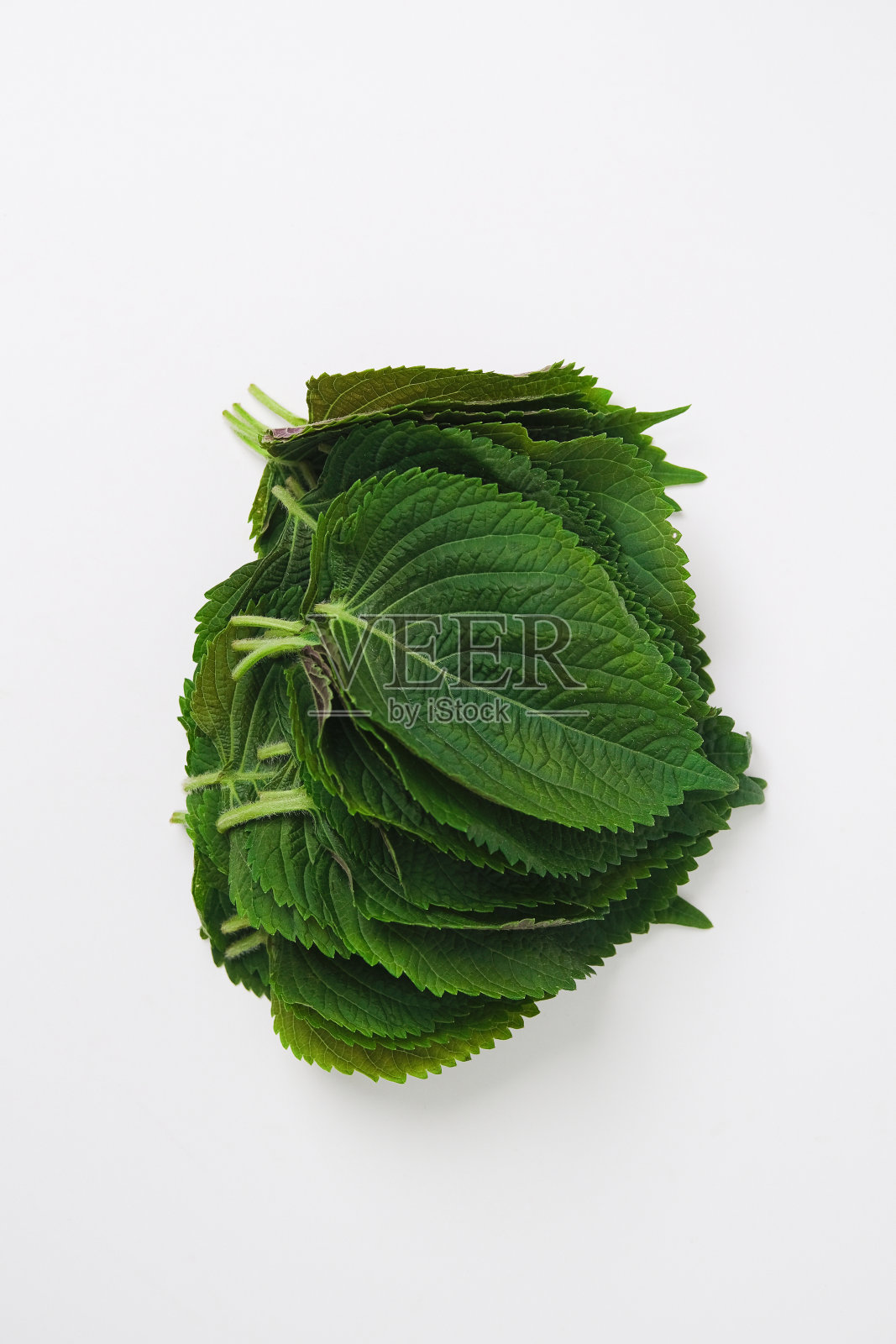 紫苏叶照片摄影图片