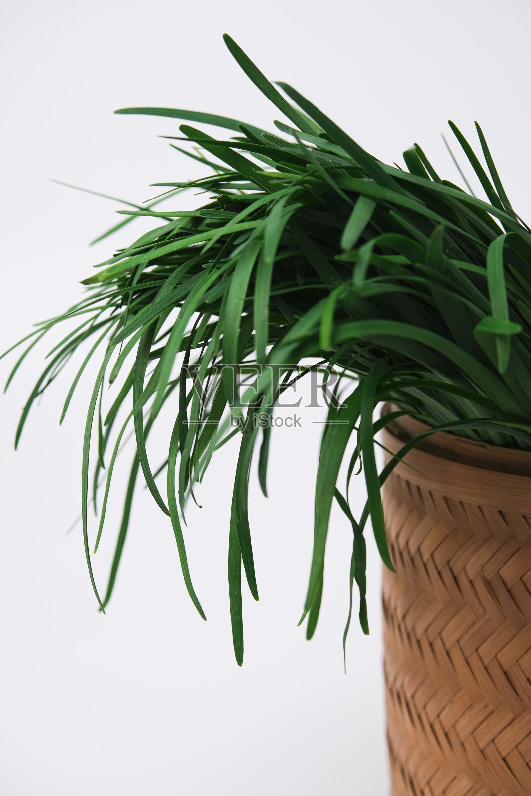 细香葱照片摄影图片