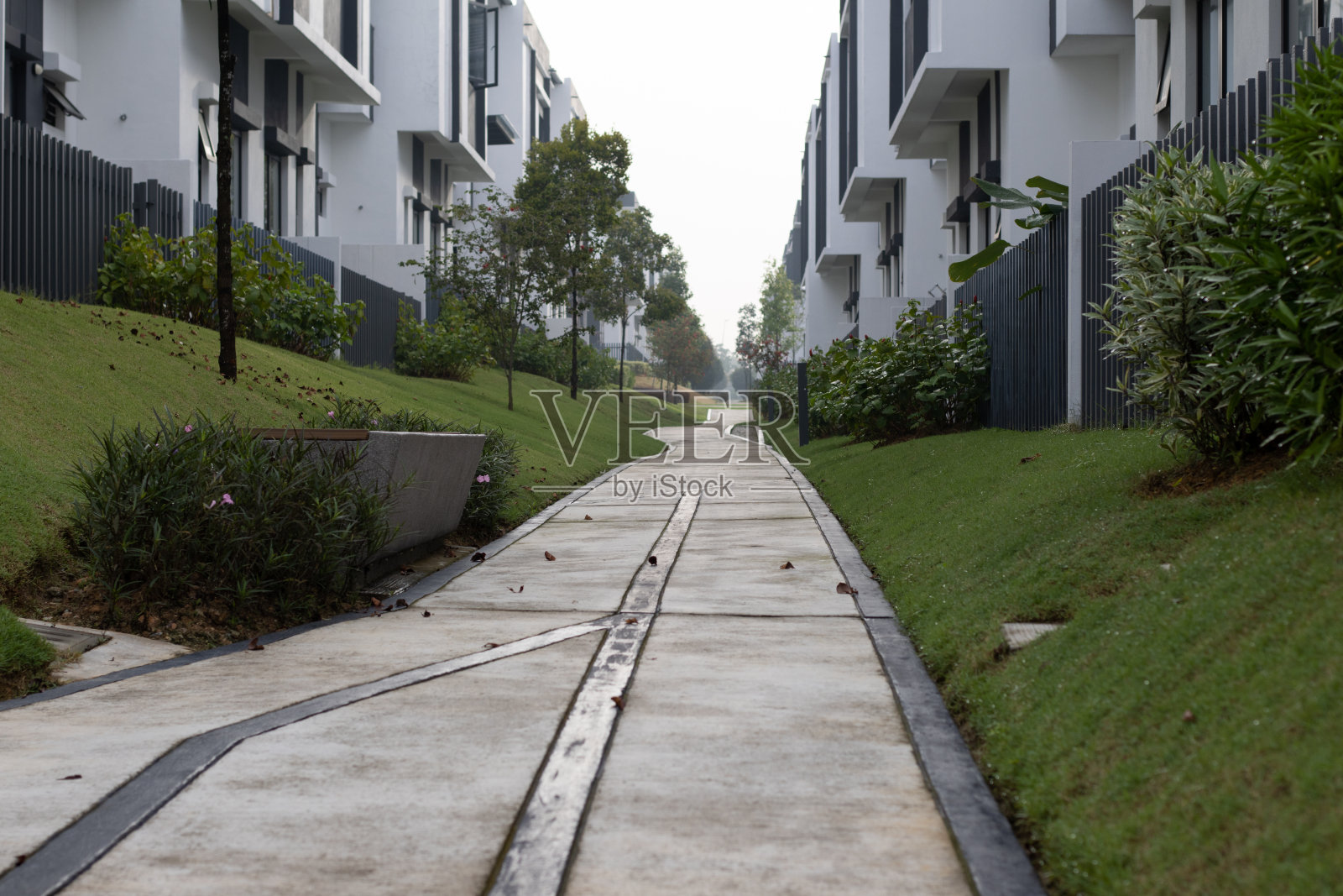 清晨的后院照片摄影图片