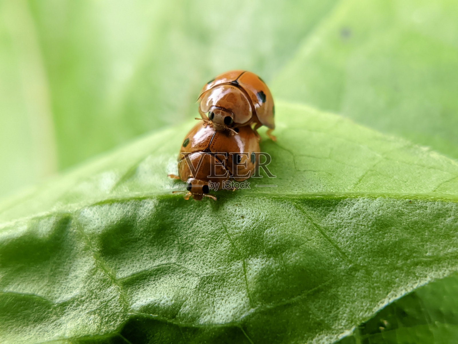 瓢虫在树叶上交配的特写照片摄影图片