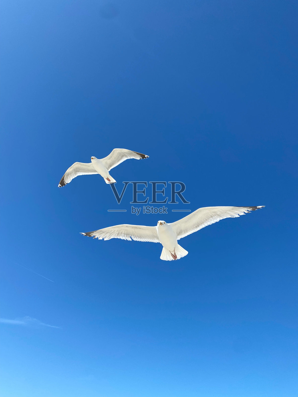 两只飞翔的海鸥照片摄影图片