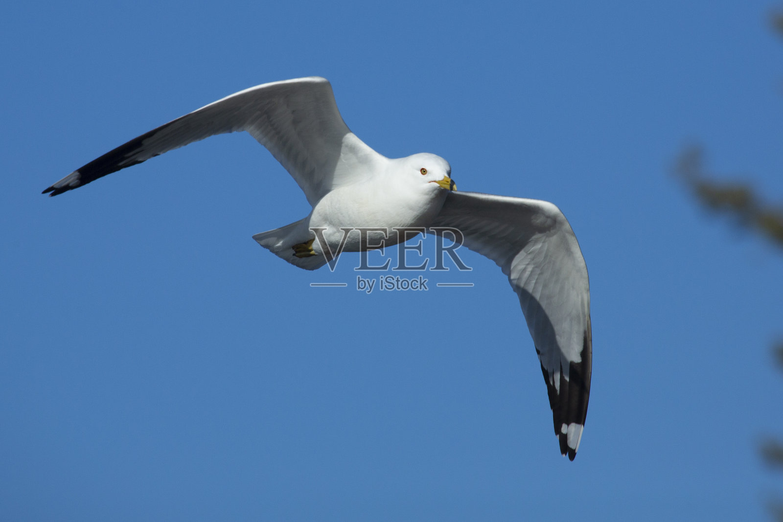一只环嘴鸥飞过康涅狄格州的米尔池塘。照片摄影图片