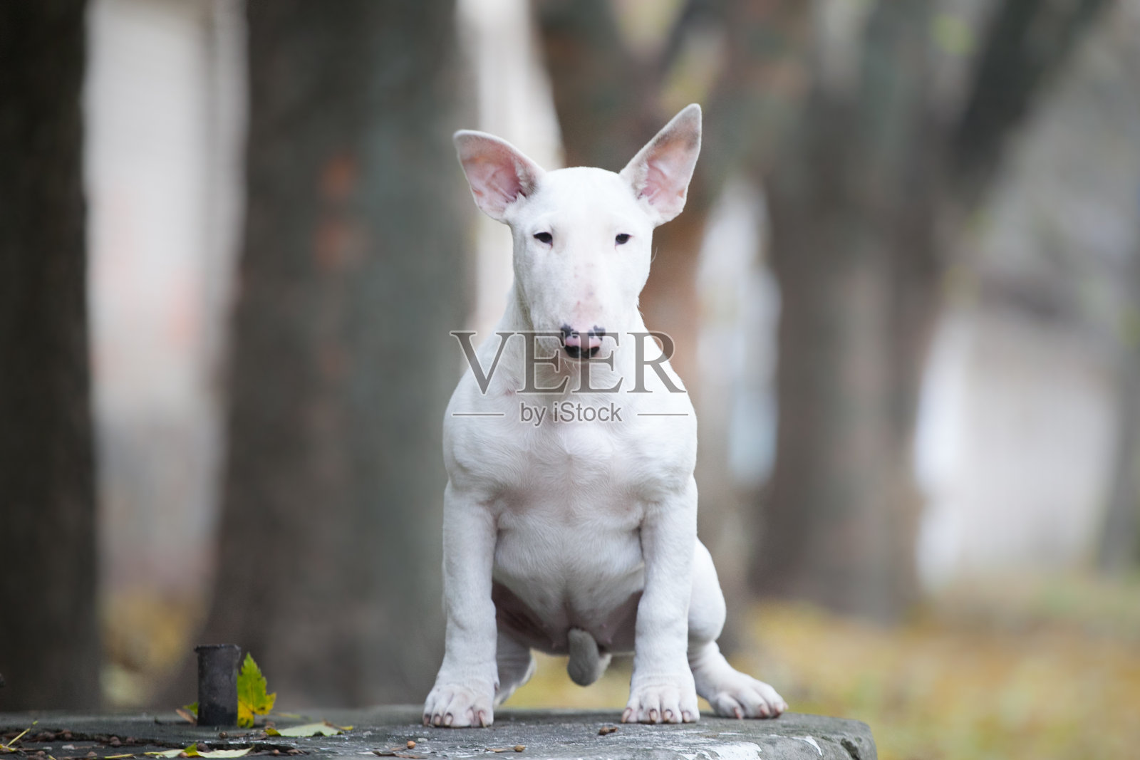 秋天森林里的牛头梗小狗照片摄影图片