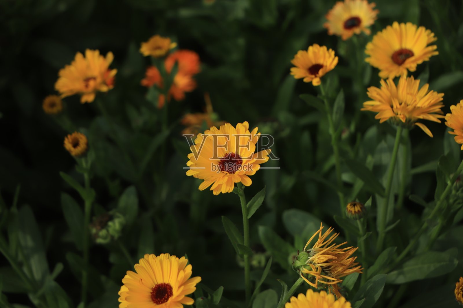 模糊的夏季背景与生长的花金盏花照片摄影图片