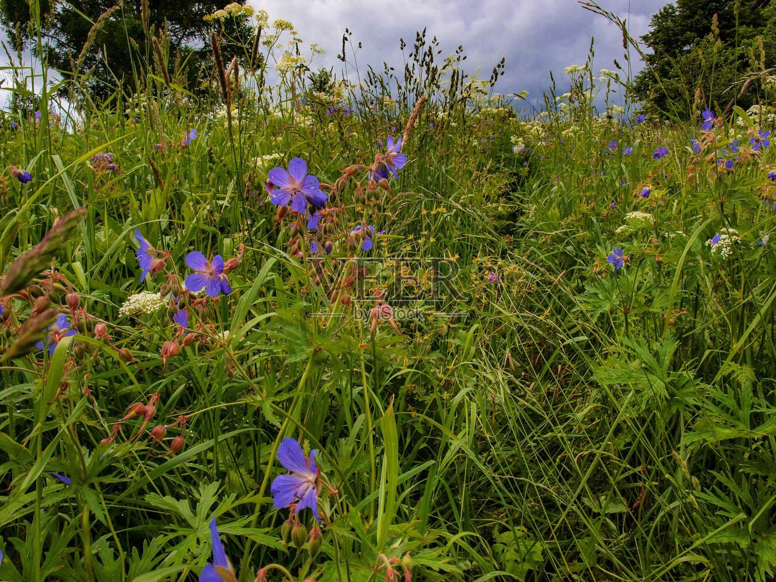 药草和紫色的花照片摄影图片
