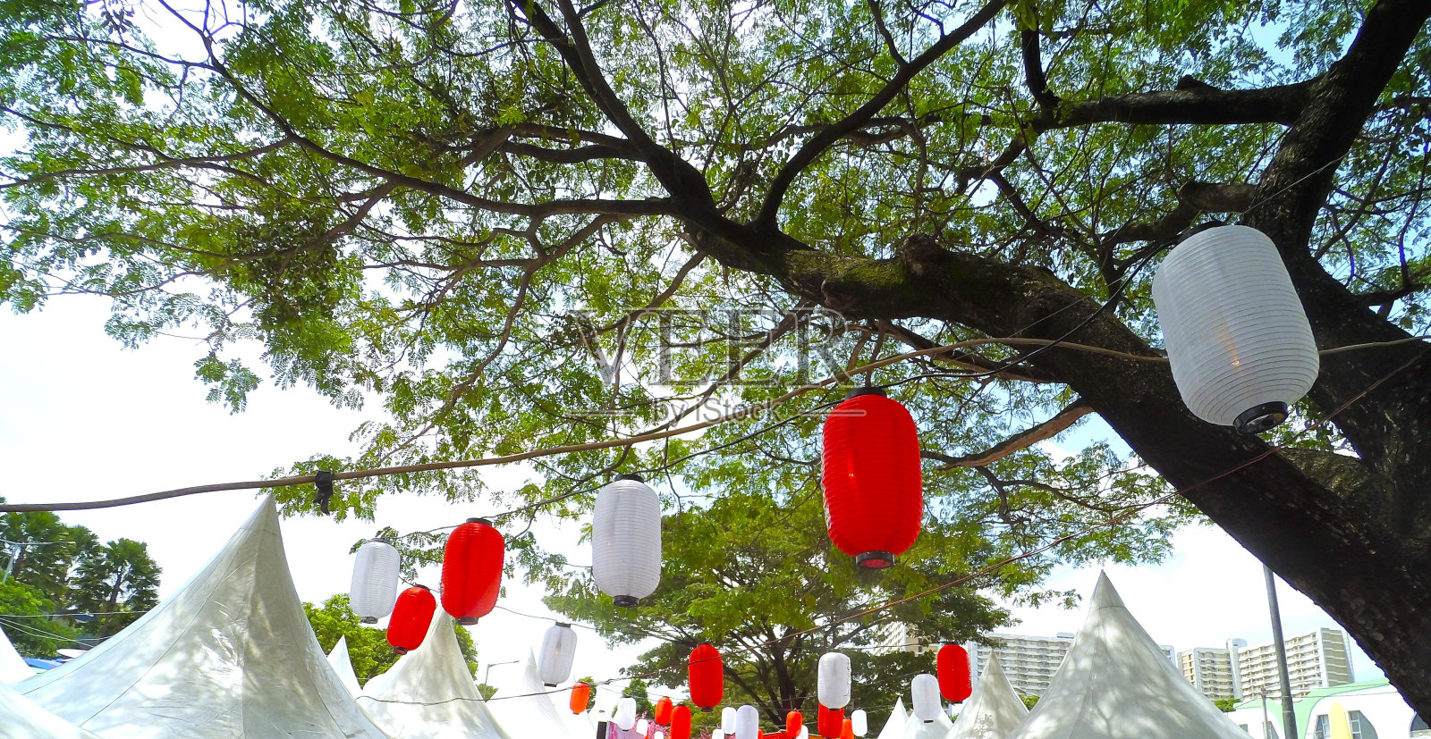 公园里的树上挂着灯笼。照片摄影图片