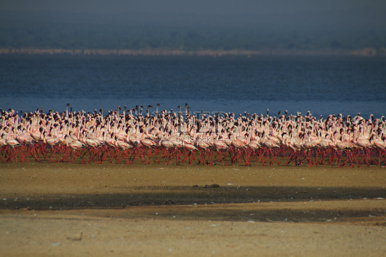 的火烈鸟照片摄影图片