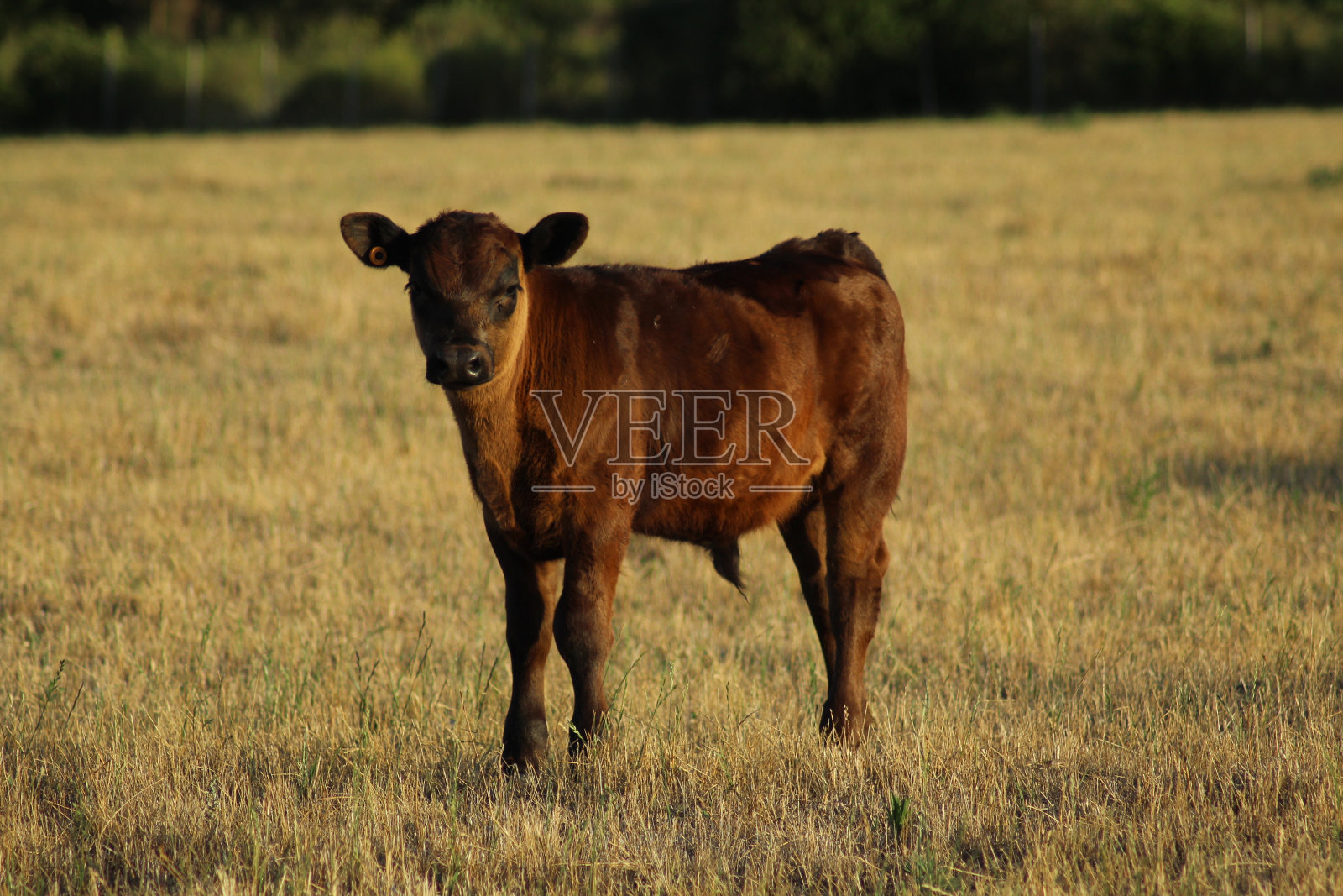 小腿照片摄影图片