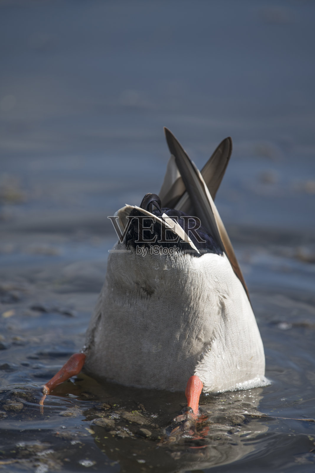 粗鲁的照片摄影图片