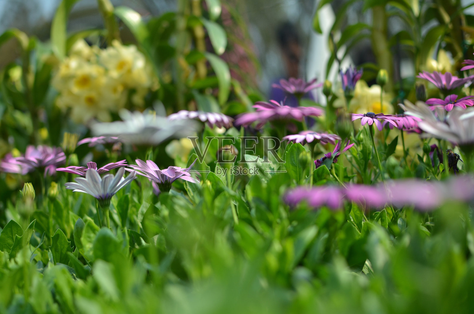 非洲雏菊。一朵粉红色的小花照片摄影图片