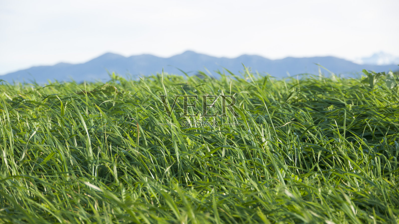 碧绿的草地和地平线上的群山照片摄影图片