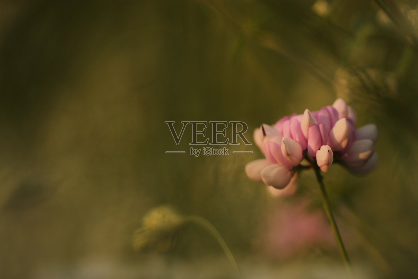 三叶草花照片摄影图片