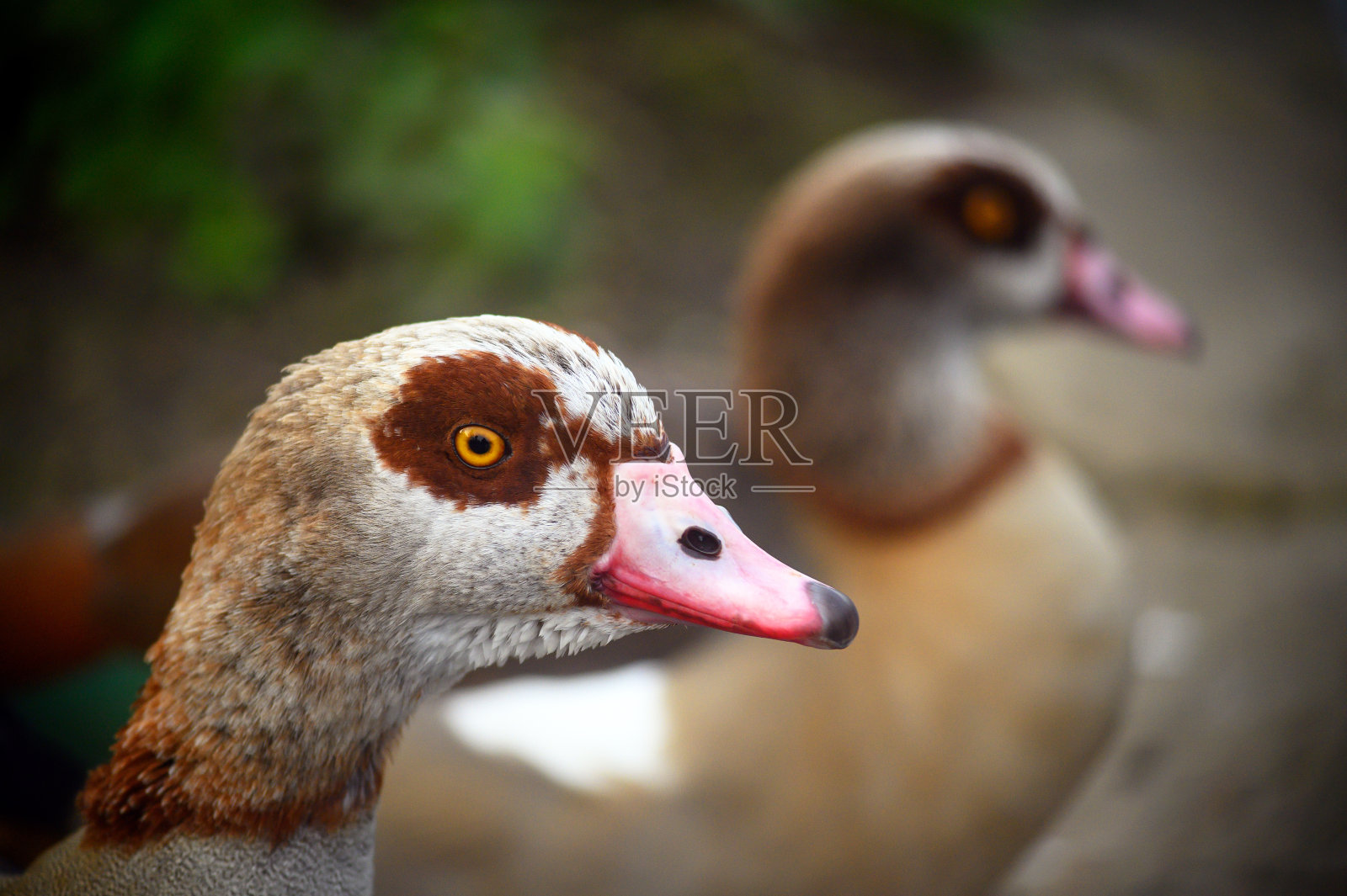 埃及鹅(Alopochen aegyptiaca)在凯尔西公园，贝肯汉姆，大伦敦，英国照片摄影图片