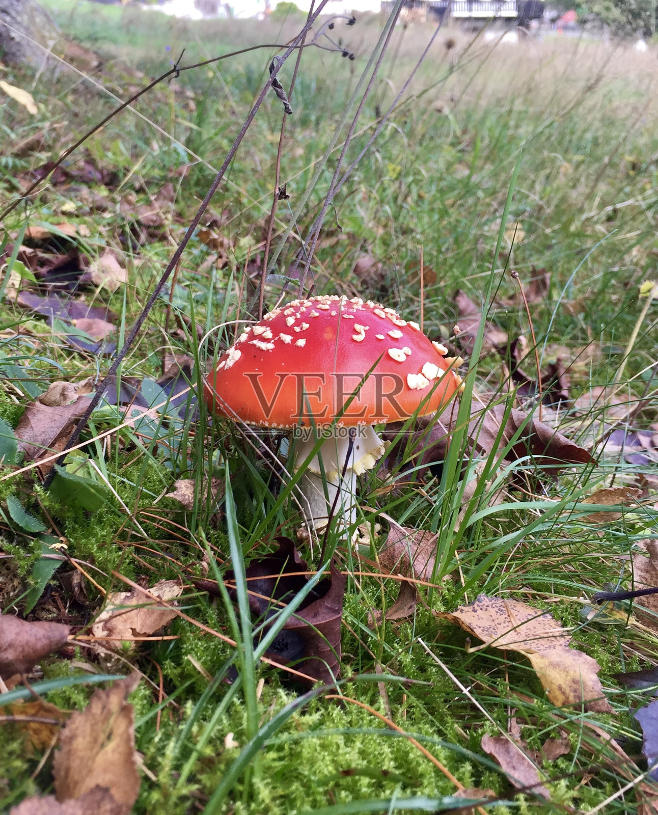 安妮塔麝香照片摄影图片