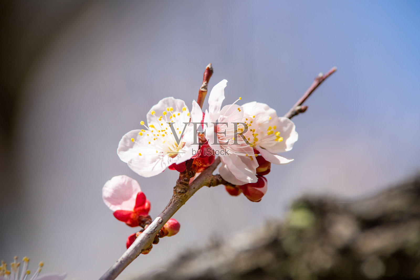 春天开花的樱桃和李树照片摄影图片