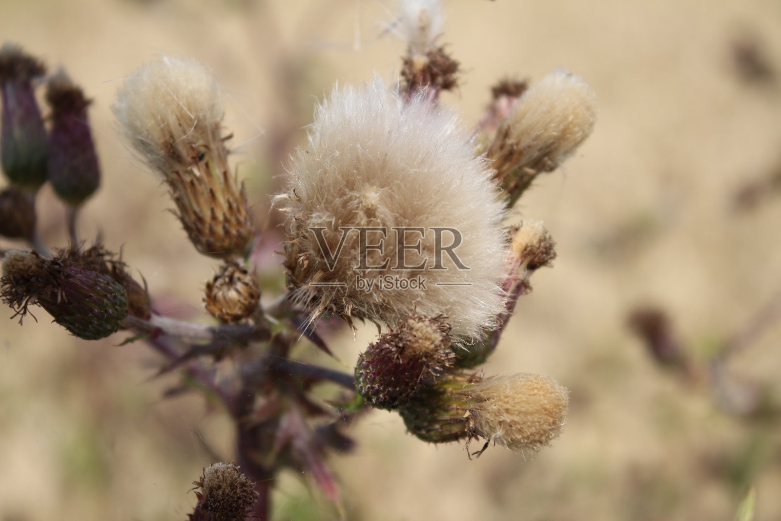 干野花的微距摄影。草地上的场景。蓬松的花头。多风的天气。极简主义的方法。照片摄影图片