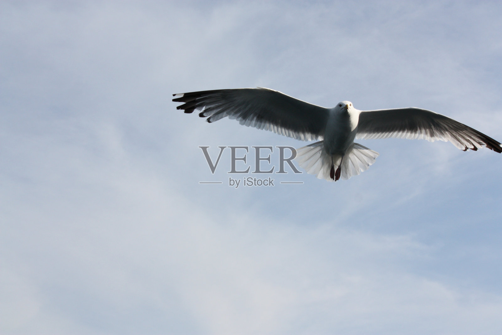 贝加尔湖岸边的一只鸟照片摄影图片