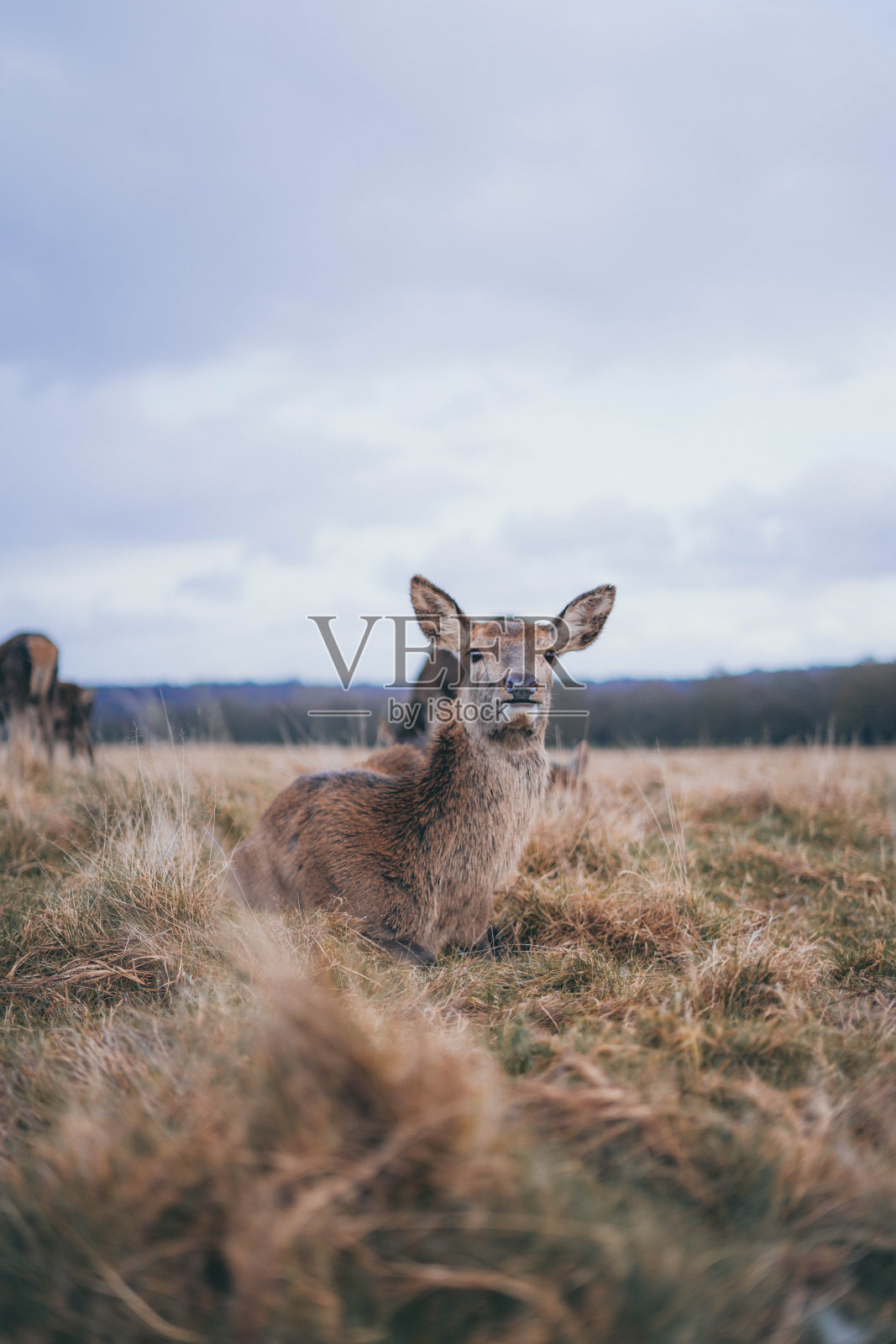 鹿照片摄影图片