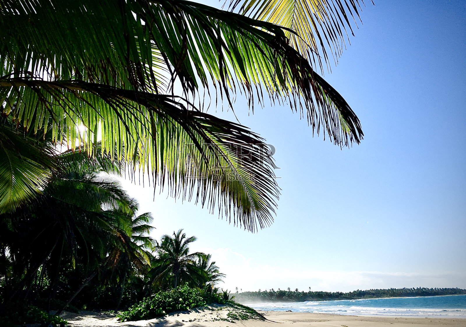 阳光过滤棕榈叶沿着一个安静的海滩照片摄影图片